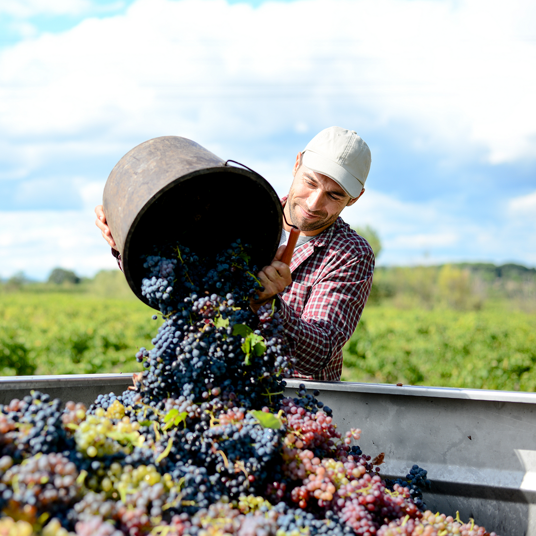 Ouvrier en viticulture